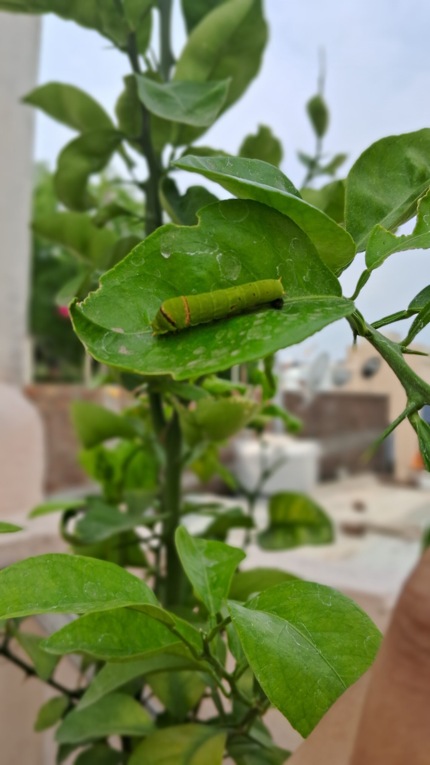 Caterpillar on Lemon Plant 