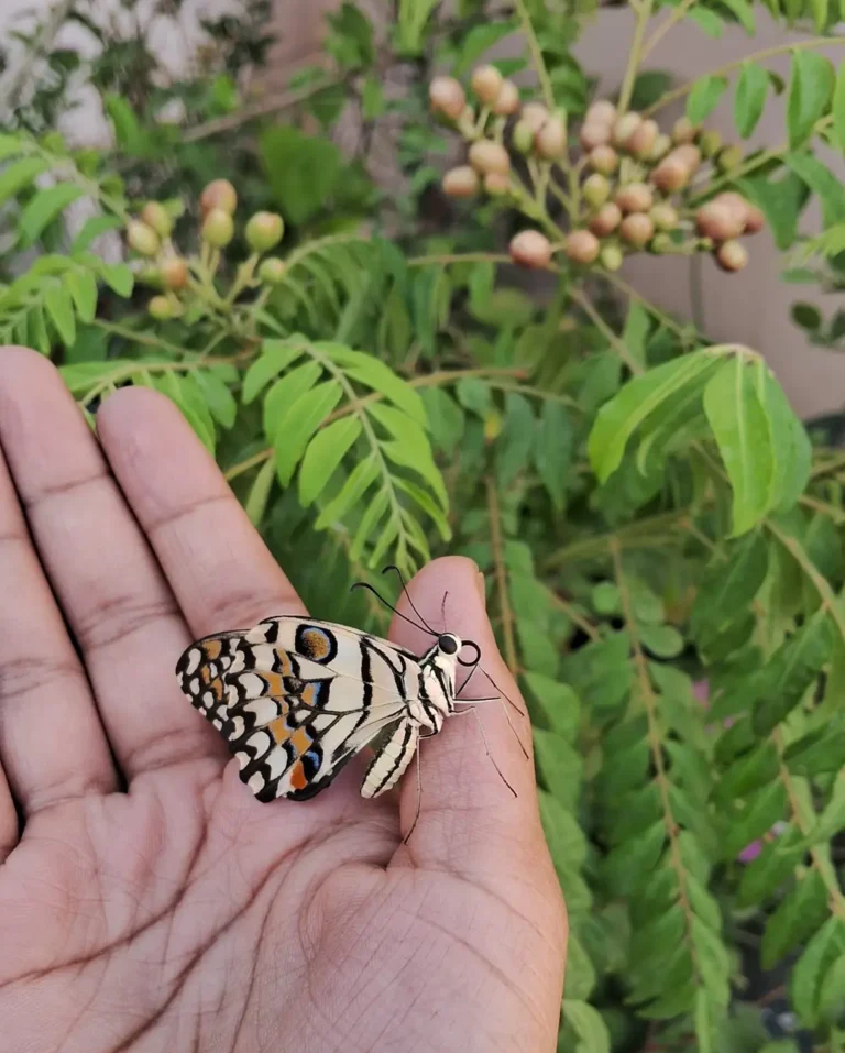 Butterfly from my Caterpillar